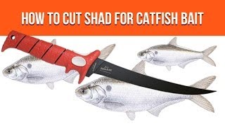 Cut Shad  How To Cut Shad For Catfish Bait [upl. by Ahsineb]