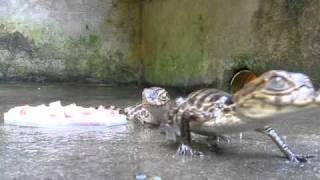 Caimán de anteojos cachirre babilla blanco guagipal o baba o cocodrilo Caiman crocodilus [upl. by Valentia]