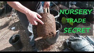 Grow HUGE Pakistan Mulberry Trees in Containers  Nursery Trade SECRET [upl. by Radie537]