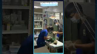 REMOVAL OF UTERUS❤️ surgerysuccess catlife [upl. by Nnaxor236]