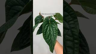 Anthurium radicans x luxurians  low maintenance rare houseplant [upl. by Everard]