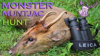 MONSTER Muntjac Buck Hunt UK 2014 HD [upl. by Epoh]