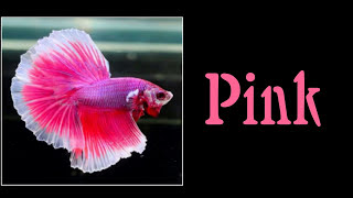 All 12 Colors of Betta Fish are Shown in This Video  Select Your Most Favourite Colour [upl. by Odo]