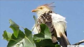 SONG PIRINCHO GUIRA GUIRA  AVES DE ARGENTINA [upl. by Hortense]