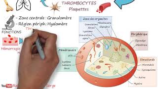 THROMBOCYTES  Plaquettes [upl. by Faxen]