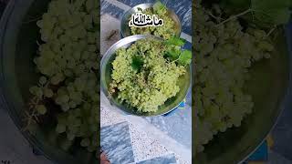 Harvesting grape  Unbelievable Grape Harvesting Record Smashed grapevine [upl. by Solokin]