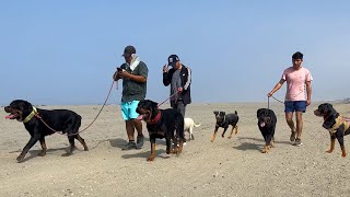 Sacando a pasear a los ROTTWEILER junto a BANDOG amp San Bernardo  caminata canina 🐶 [upl. by Thomasa]