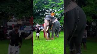 Nandilath Govind Kannan  Vadakkumnathan Aanayoottu  Govind Kannan Elephant  Kerala Elephant [upl. by Dnomrej]