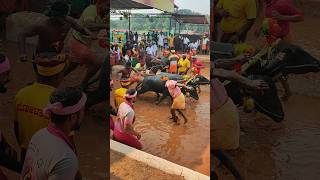 Kambala Start trending south ytshorts mangalore bull [upl. by Nyer]