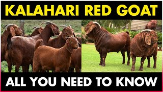 Kalahari Red Goat Breed  Kalahari Goat Farming [upl. by Ynnor278]