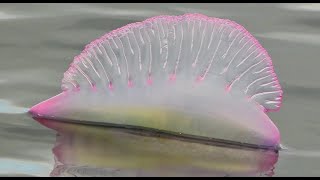 Portuguese man o war carabela portuguesa Physalia physalis [upl. by Yekcor78]