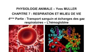 Chapitre 74 Transport sanguin et échanges des gaz respiratoires – L’hémoglobine [upl. by Alimat]