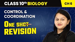 Control and Coordination  One Shot Revision  Class 10 Biology Chapter 6  CBSE 202425 [upl. by Oicangi]