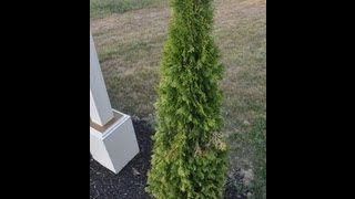 How to Water Your new Arborvitae and Other Evergreens [upl. by Lovett]