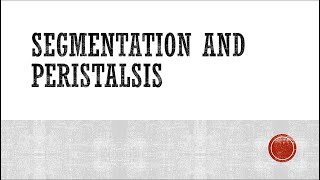 Segmentation and Peristalsis [upl. by Lacram]