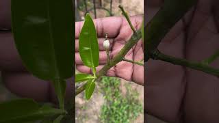 Having fruit trees are amazing 😻 Tangelo orange 🍊 growing short [upl. by Amitie]