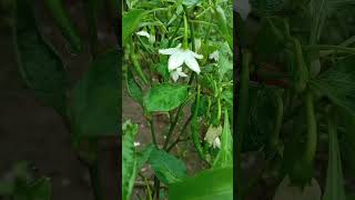 flower view Green chilly flowersshortvideo [upl. by Assirrem]