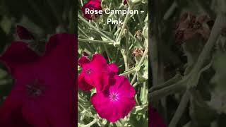 Beautiful Bright Pink Rose Campion 2 [upl. by Ybsorc]