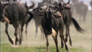 HD Wildebeast return to grassland plains  Natures Great Events The Great Migration  BBC One [upl. by Eilyac]