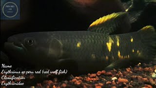 SCIENTIFIC DESCRIPTION Erythrinus sp peru red red wolf fish [upl. by Asenab]