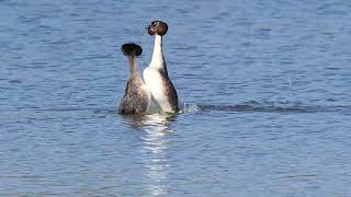 Great crested grebe mating dance Rainton Meadows Tim Mitchell [upl. by Apollus]