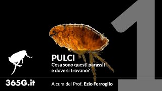 Pulci 1  Cosa sono questi parassiti e dove si trovano [upl. by Omoj]