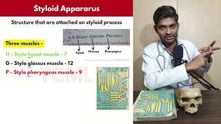 How to Remember Styloid Process Attachment  TCML [upl. by Atiuqcir]