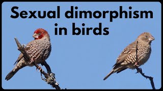 What is SEXUAL DIMORPHISM in birds [upl. by Farron]