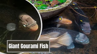 Giant Gourami Fish Pond [upl. by Drol425]