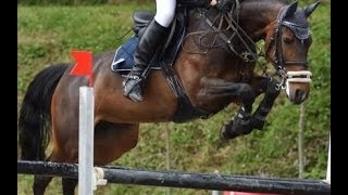 wwwsporthorsesonlinecom 2005 Oldenburg jumping mare 135 cm level sold [upl. by Collar869]