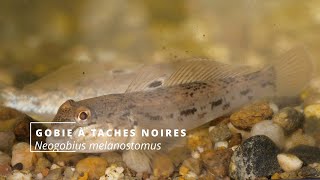 Savoir identifier une espèces aquatiques envahissantes – version éducative [upl. by Aleahcim]