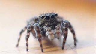 Jumping Spider Closeup [upl. by Naeerb]