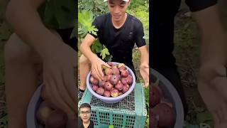 Harvesting figs in the garden sonasmr [upl. by Randall]