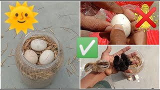 How to hatch eggs at home without incubator  incubator plastic box help sunlight 100 result [upl. by Pogah]