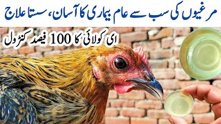 Prevention and Treatment of Colibacillosis in Poultry  E coli in Chickens  Dr ARSHAD [upl. by Adnarrim]