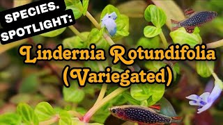 The Aquarium Plant That Flowers Purple Lindernia Rotundifolia An Easy A Low Light Stem Plant [upl. by Komara684]