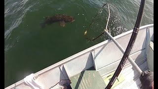 Fishing Lingcod with live Herring Instantly ling on June 6th 2024 [upl. by Biddie]