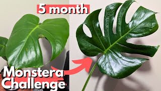 I grew this plant as FAST AS POSSIBLE [upl. by Royden]