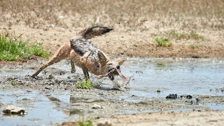 Jackal successfully hunts birds in the Kgalagadi [upl. by Averil]