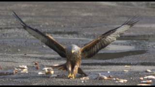 Red Kites in Slow Motion  The Slow Mo Guys [upl. by Nomzzaj]