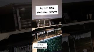 A BIG natural setup for my ANTS Carebara diversa [upl. by Akenat517]