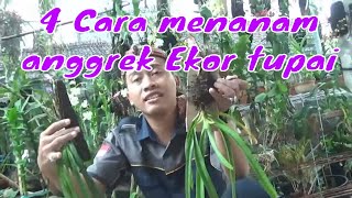 Cara menanam Anggrek Ekor Tupai  Rhynchostylis Retusa [upl. by Bunting]