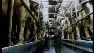 Family Farm Parlors  DeLaval Automated Milking Solutions  DeLaval [upl. by Dazraf744]