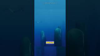 This is how sperm whales sleep  They just float feed shorts [upl. by Jamila25]