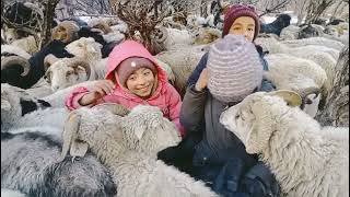 Shimshal Winter Shepherd life [upl. by Horne]