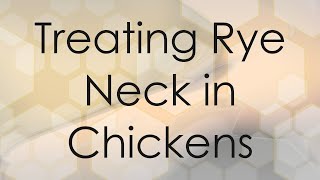 Treating Rye Neck in Chickens [upl. by Banquer]