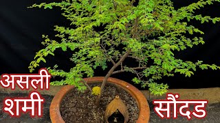 Shami  Original Shami  Prosopis Cineraria  सौंदड  शमी [upl. by Anoli]