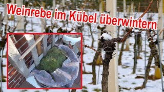 Weinreben im Topf überwintern  Weinrebe im Kübel  Wein  winterfest machen amp vor Frost schützen [upl. by Norha507]