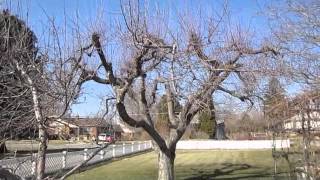 How to Prune Old Apple Trees [upl. by Politi213]