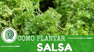 Saiba como plantar salsa em 6 passos [upl. by Wenz]